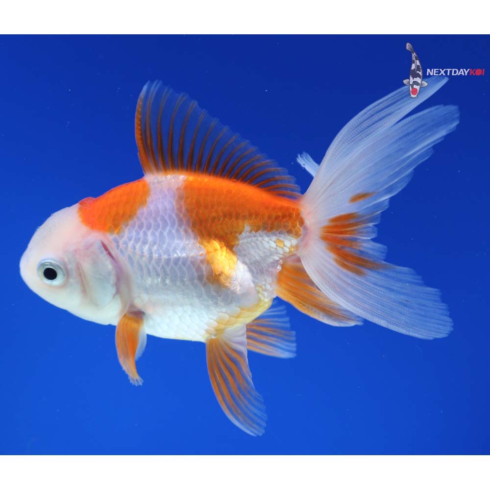 4” Imported Red and White Oranda