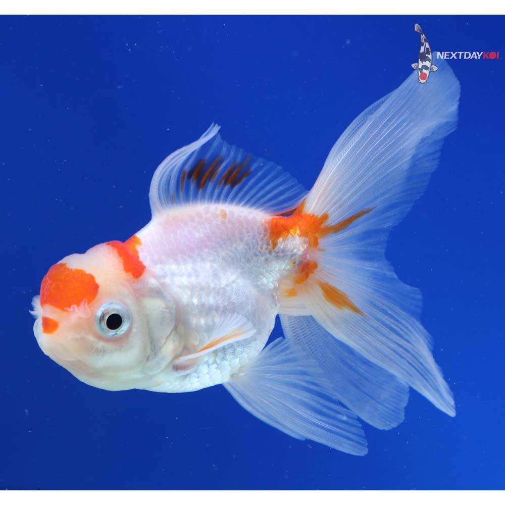 4” Imported Red and White Oranda
