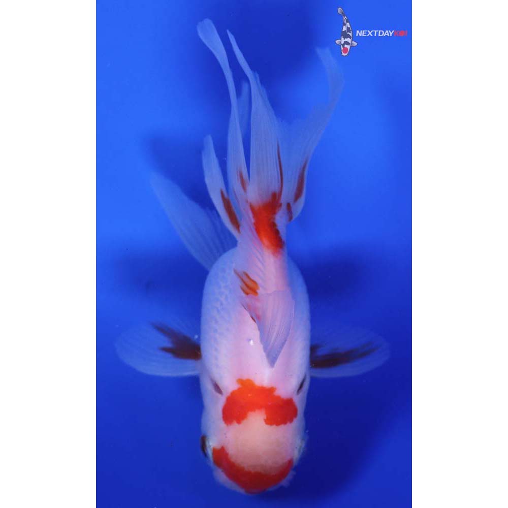 4” Imported Red and White Oranda