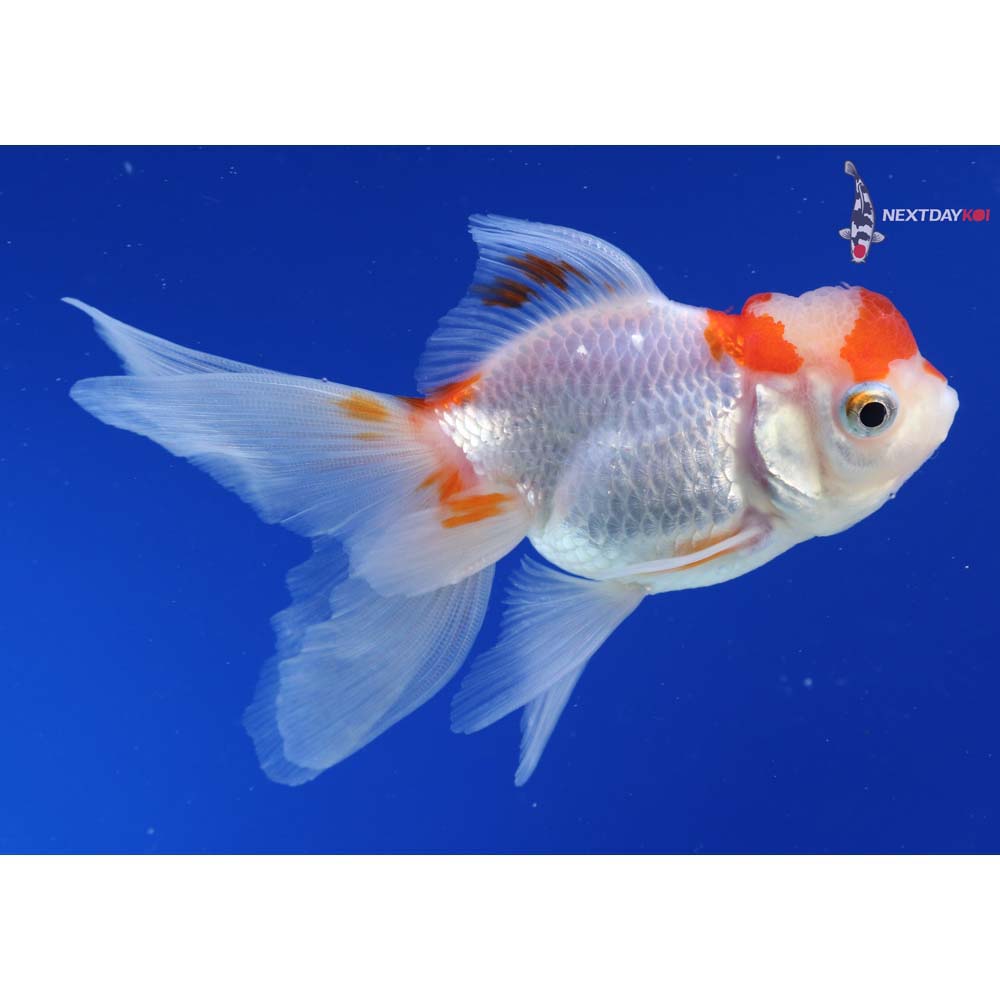 4” Imported Red and White Oranda