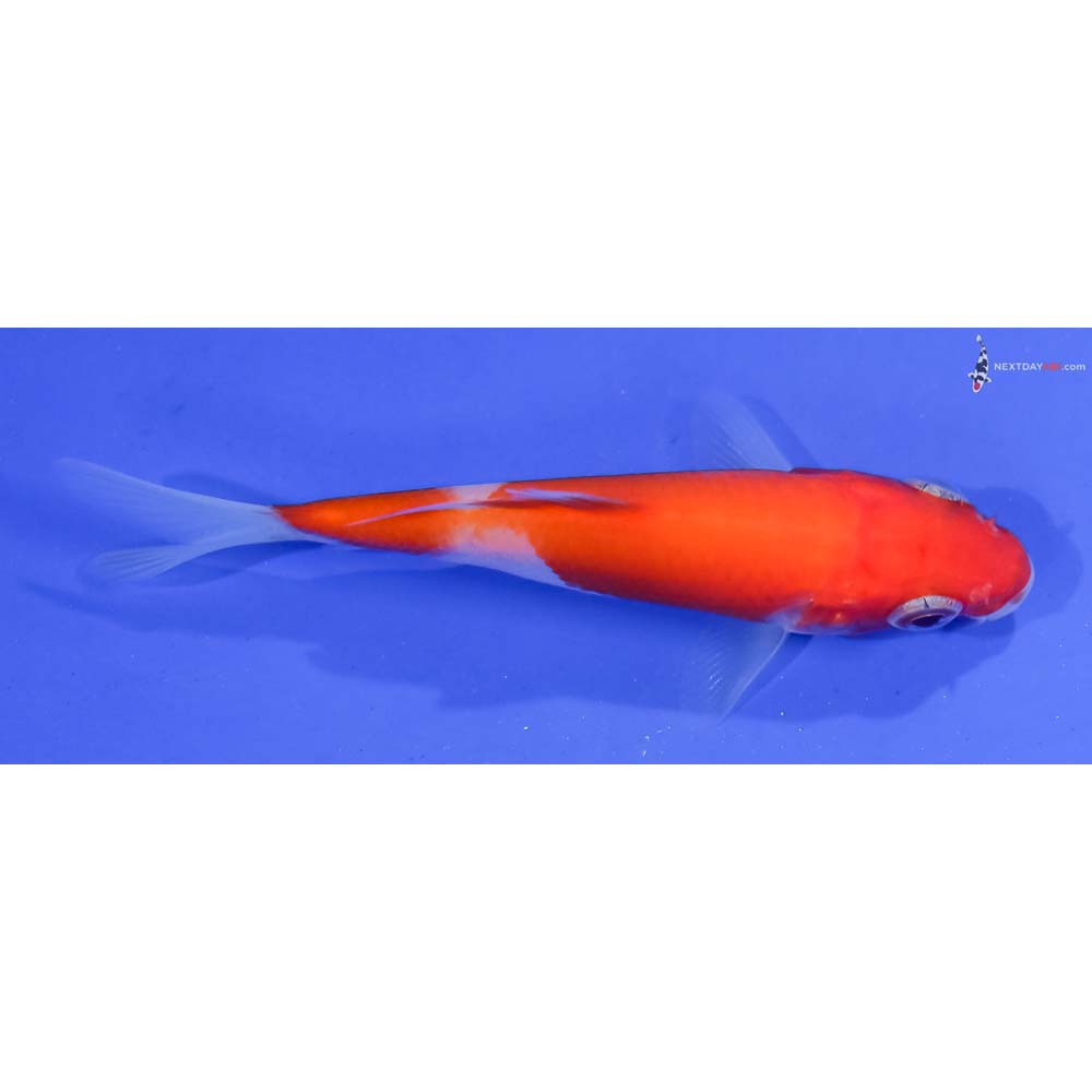 3.5” Imported Kohaku