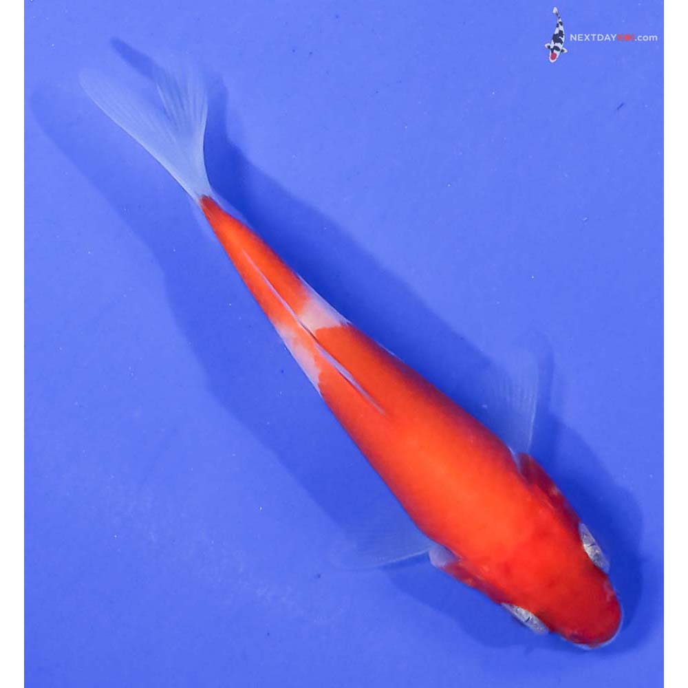 3.5” Imported Kohaku