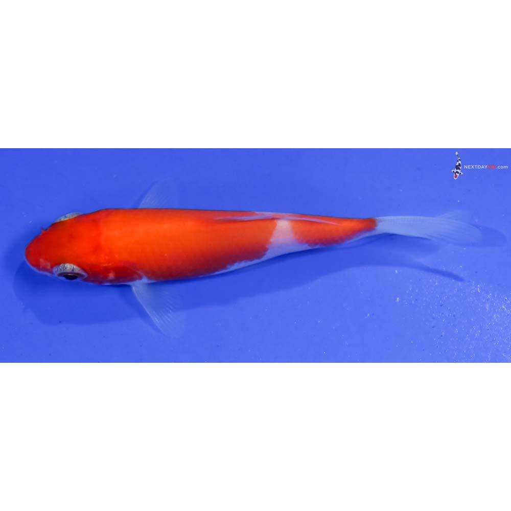 3.5” Imported Kohaku