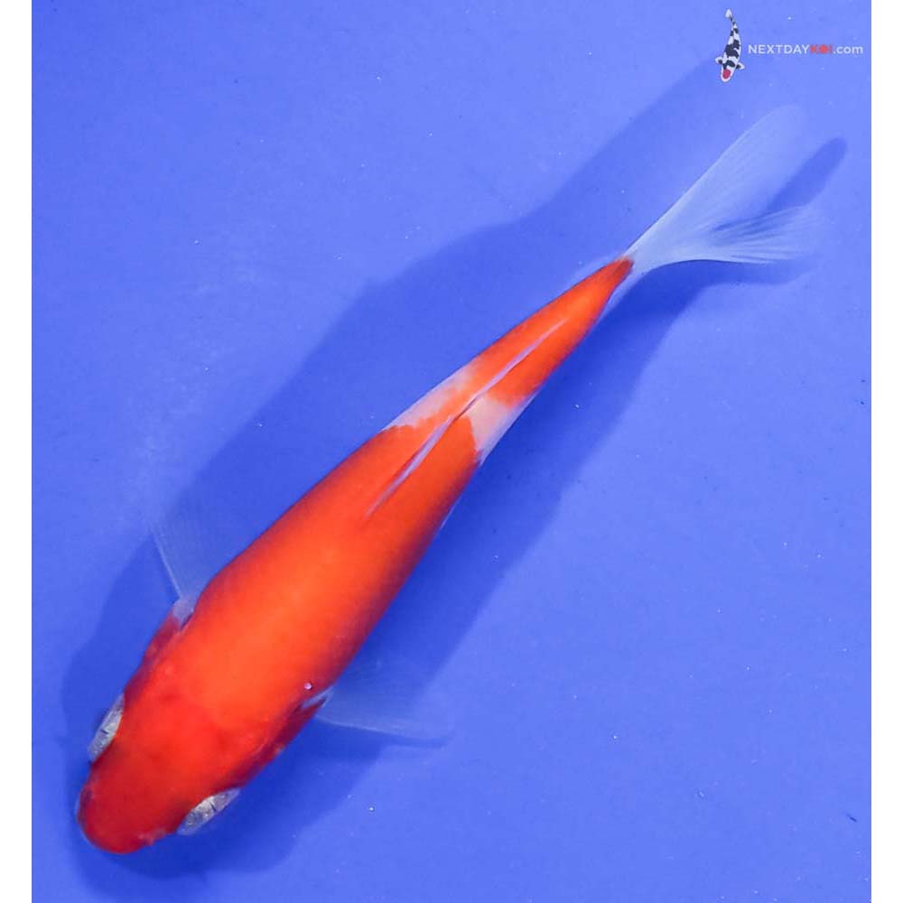 3.5” Imported Kohaku