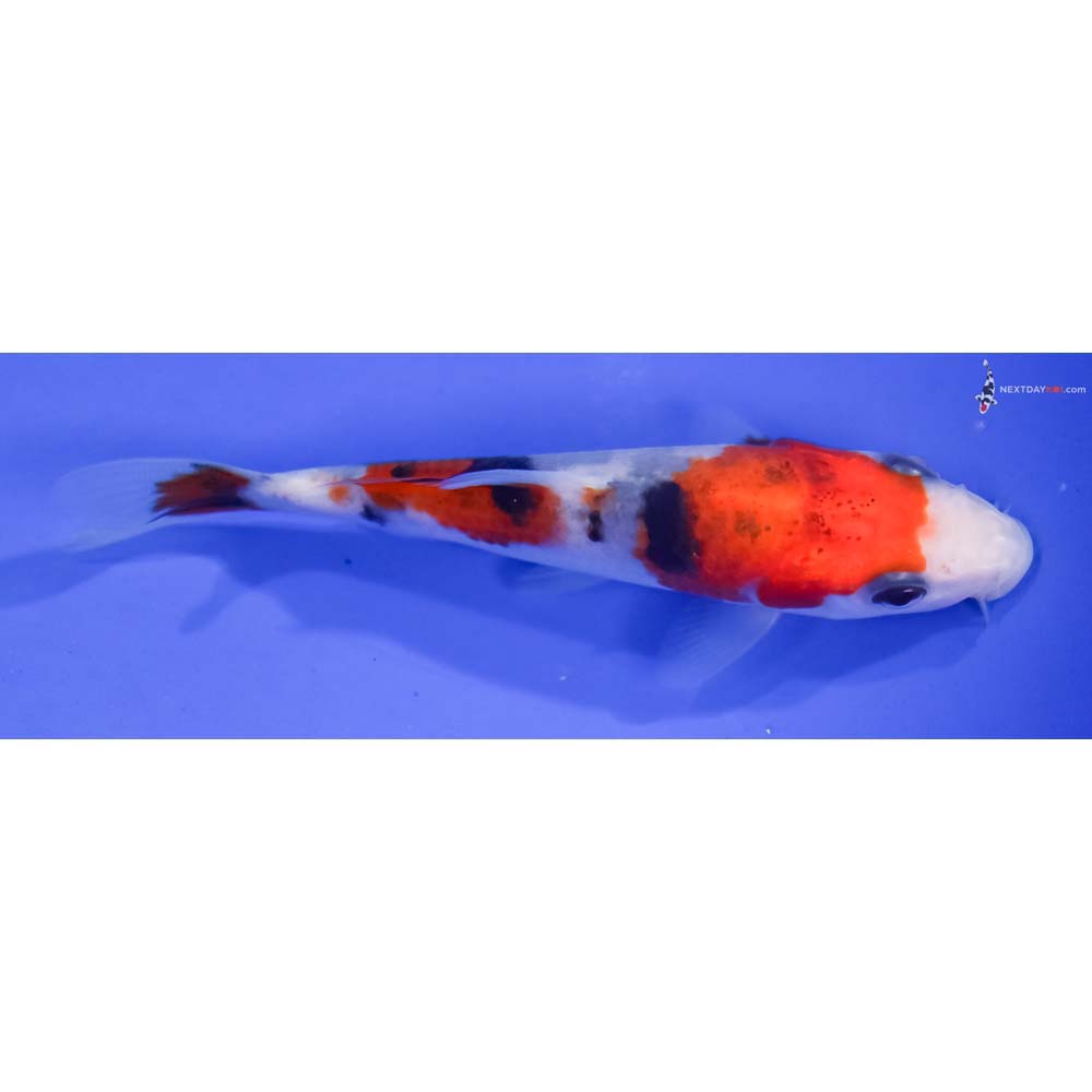 3.5” Imported Sanke