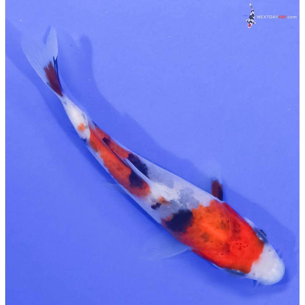 3.5” Imported Sanke