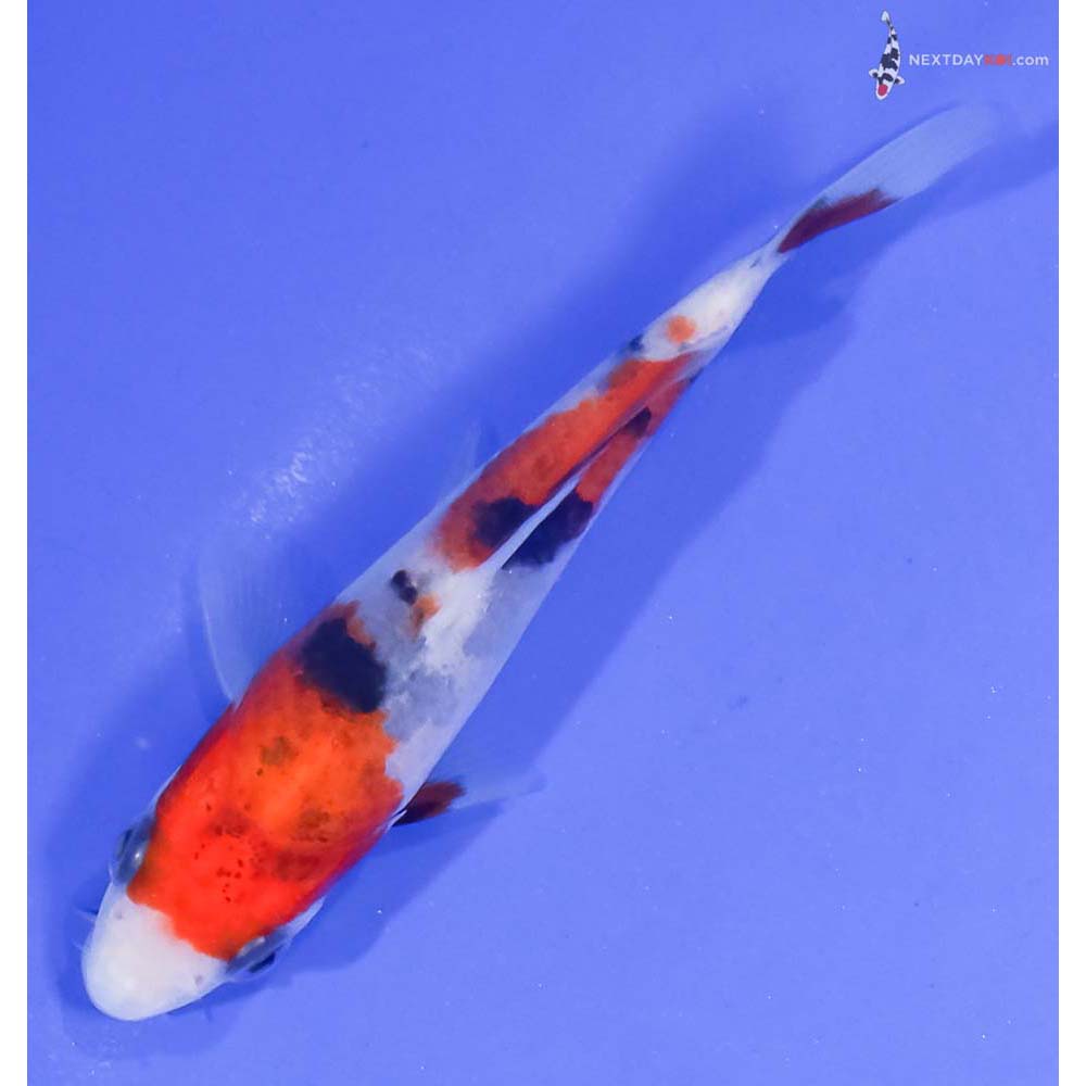 3.5” Imported Sanke