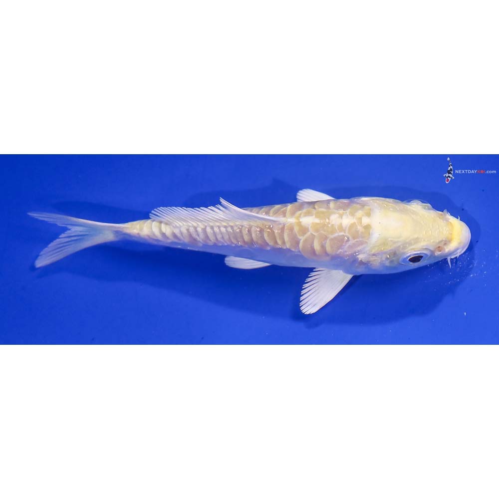 3.5” Imported Armor Scaled Lemon Hariwake