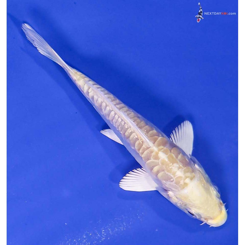 3.5” Imported Armor Scaled Lemon Hariwake