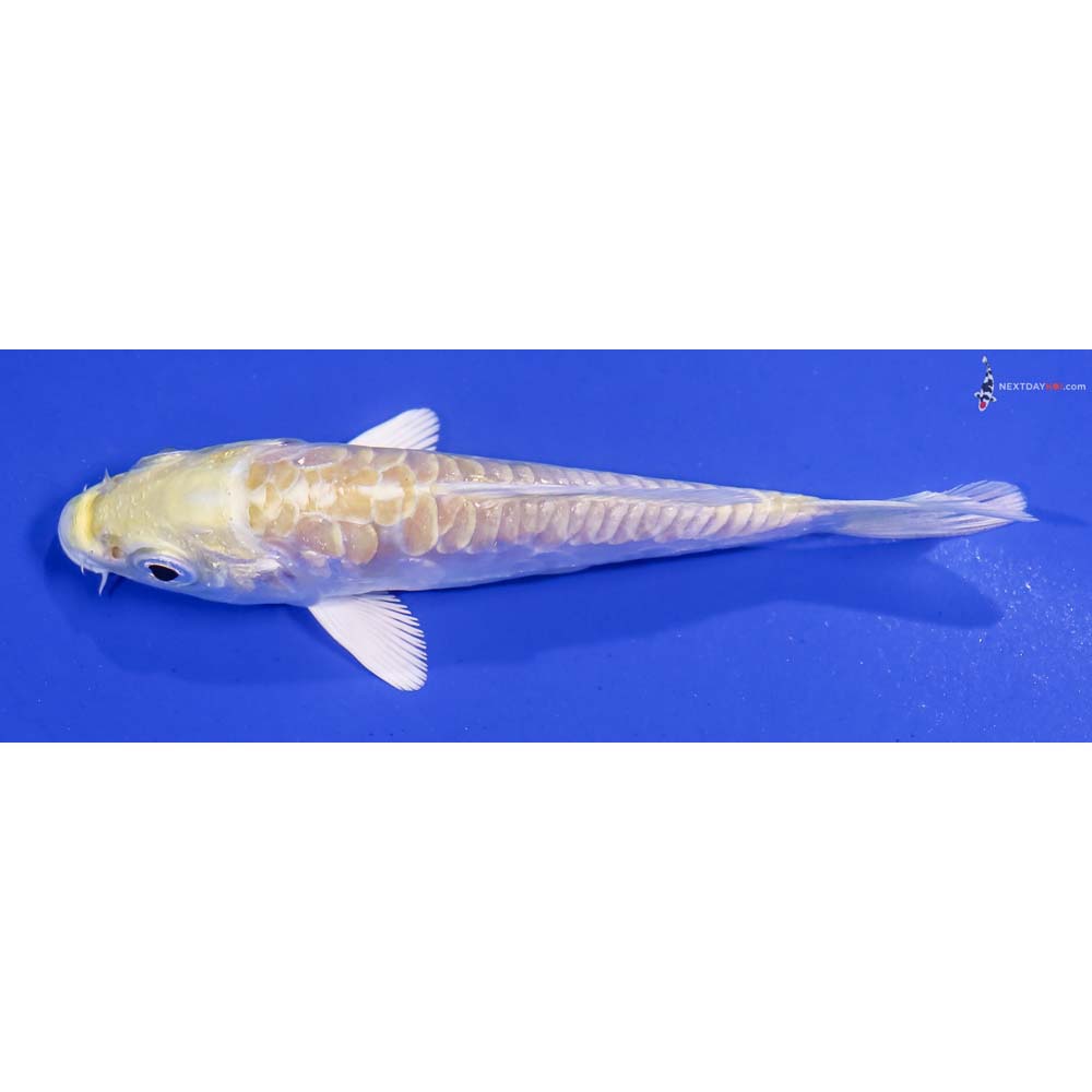 3.5” Imported Armor Scaled Lemon Hariwake