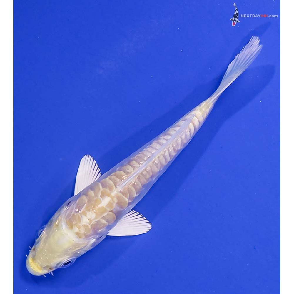3.5” Imported Armor Scaled Lemon Hariwake