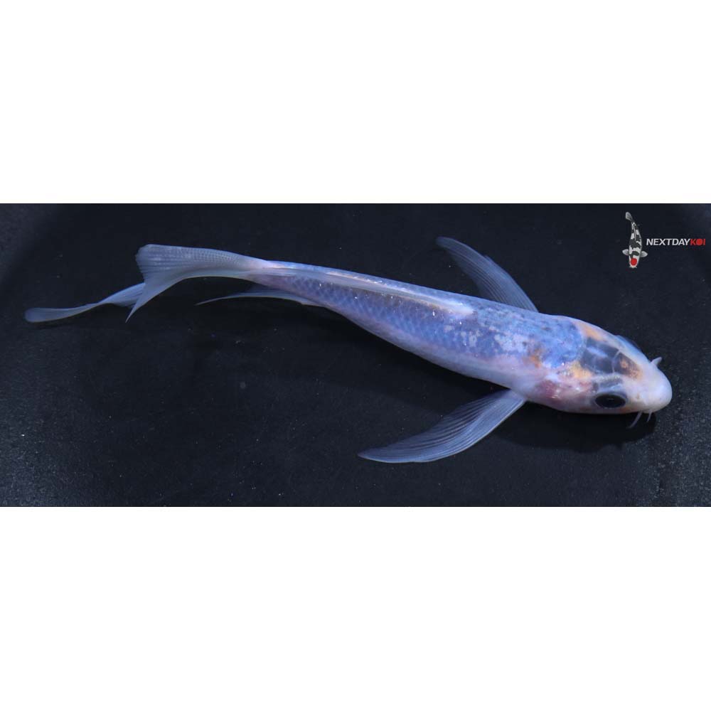 5” Imported Asagi Butterfly Koi