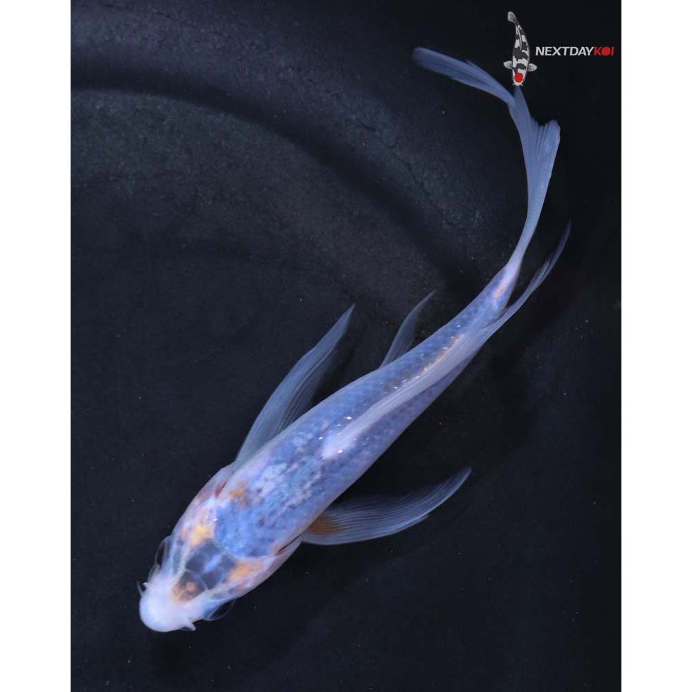 5” Imported Asagi Butterfly Koi