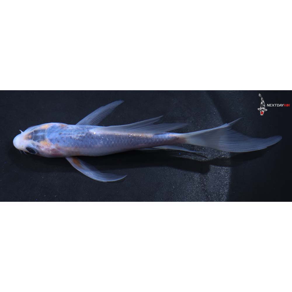 5” Imported Asagi Butterfly Koi
