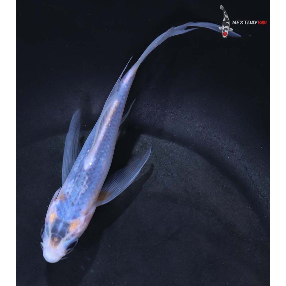 5” Imported Asagi Butterfly Koi