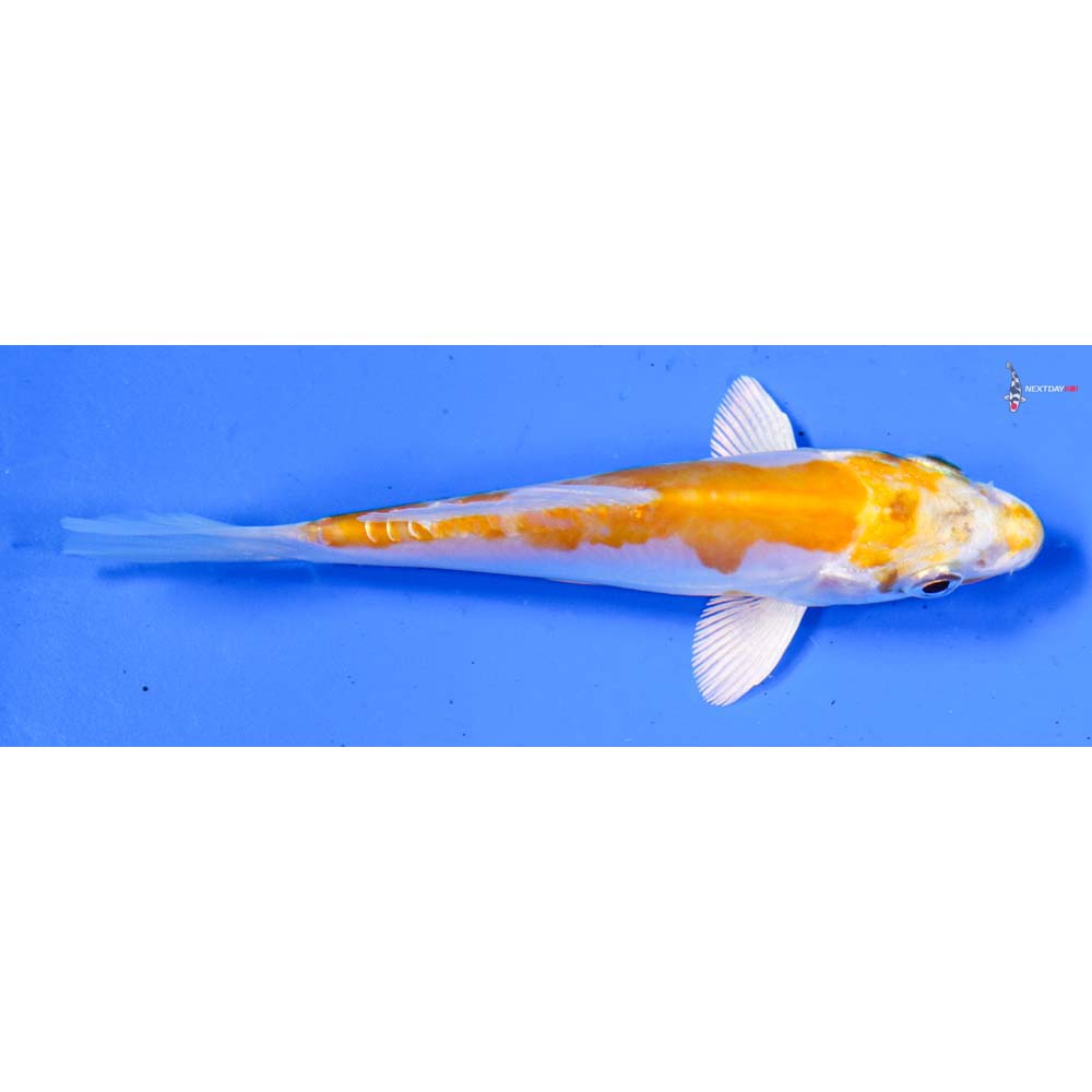 4” Imported Doitsu Lemon Hariwake