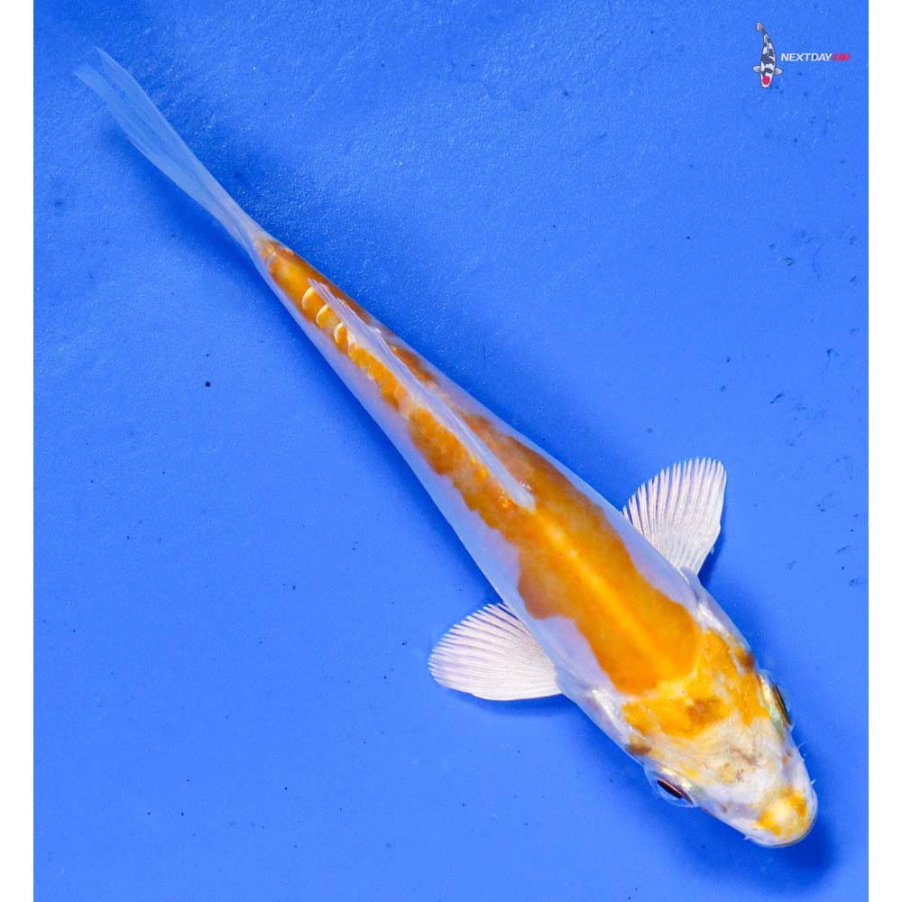 4” Imported Doitsu Lemon Hariwake