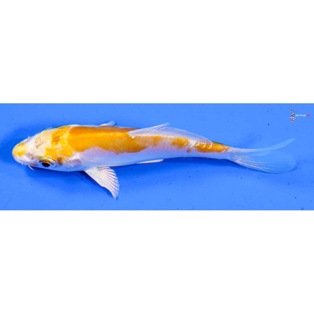 4” Imported Doitsu Lemon Hariwake