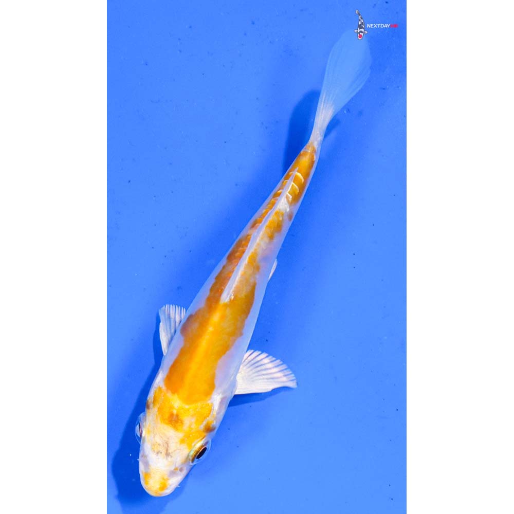 4” Imported Doitsu Lemon Hariwake