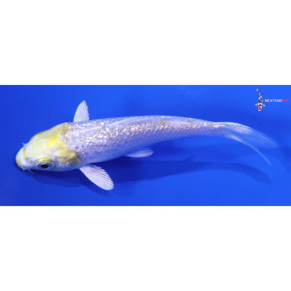 3” Imported Gin Rin Lemon Hariwake