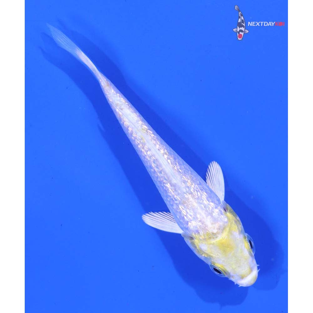 3” Imported Gin Rin Lemon Hariwake