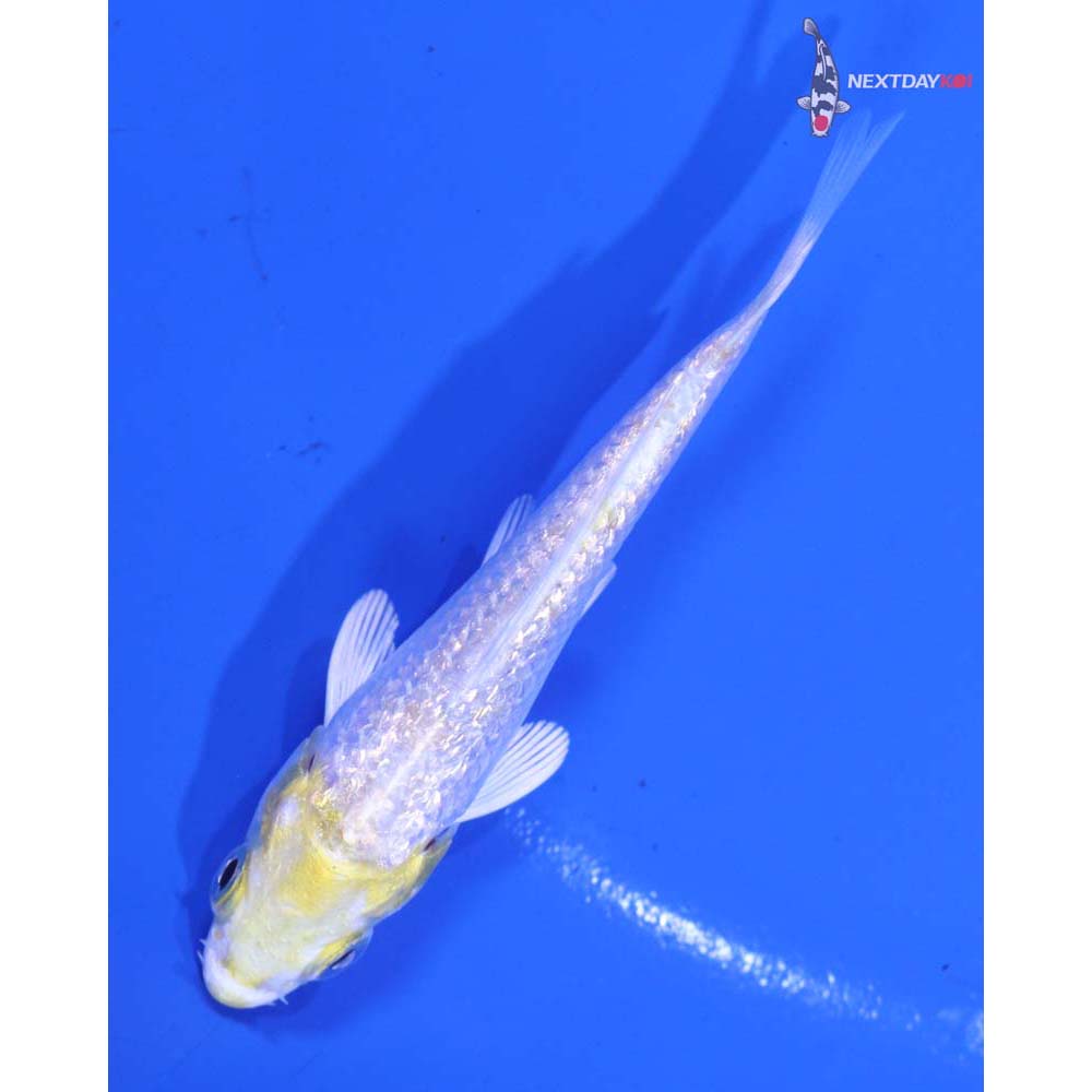 3” Imported Gin Rin Lemon Hariwake