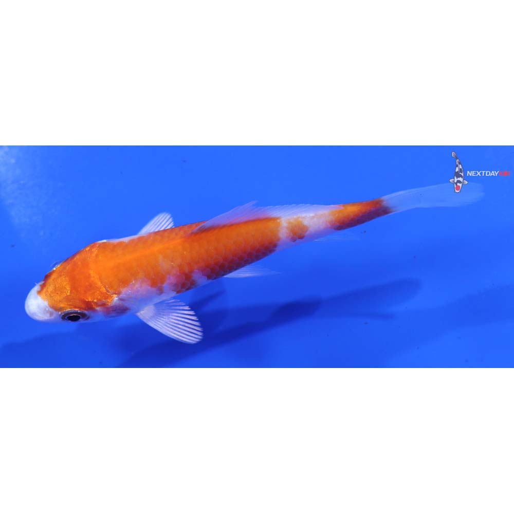 3.5” Imported Hariwake