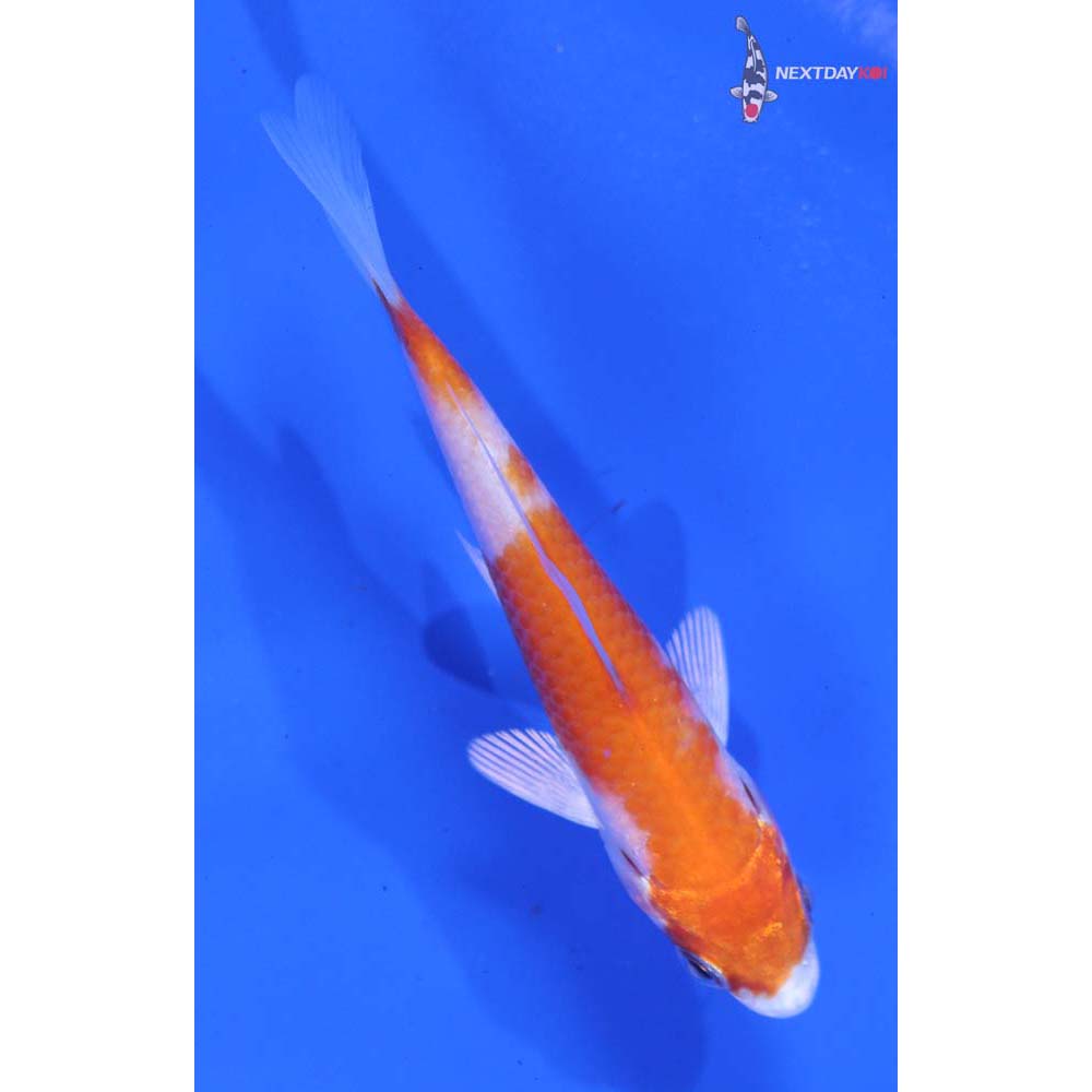 3.5” Imported Hariwake