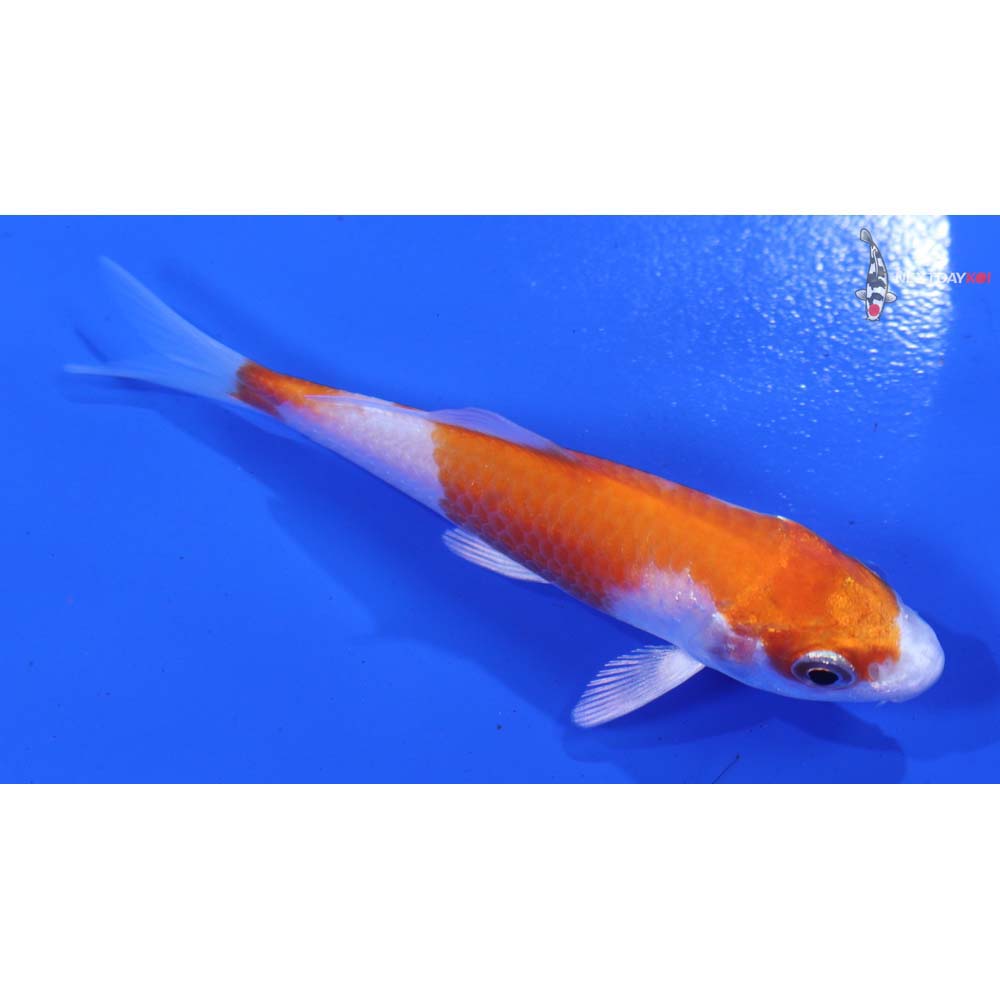 3.5” Imported Hariwake