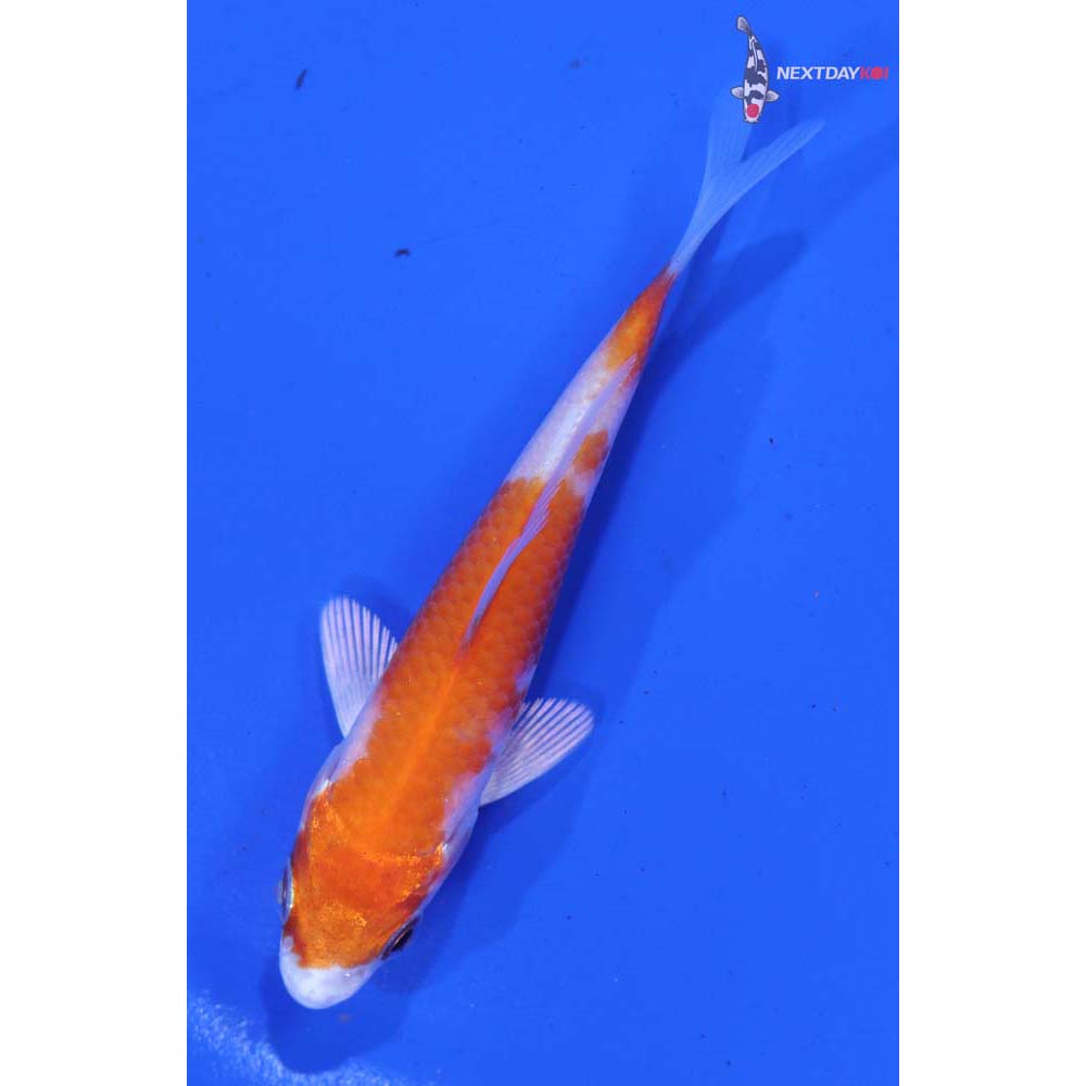 3.5” Imported Hariwake