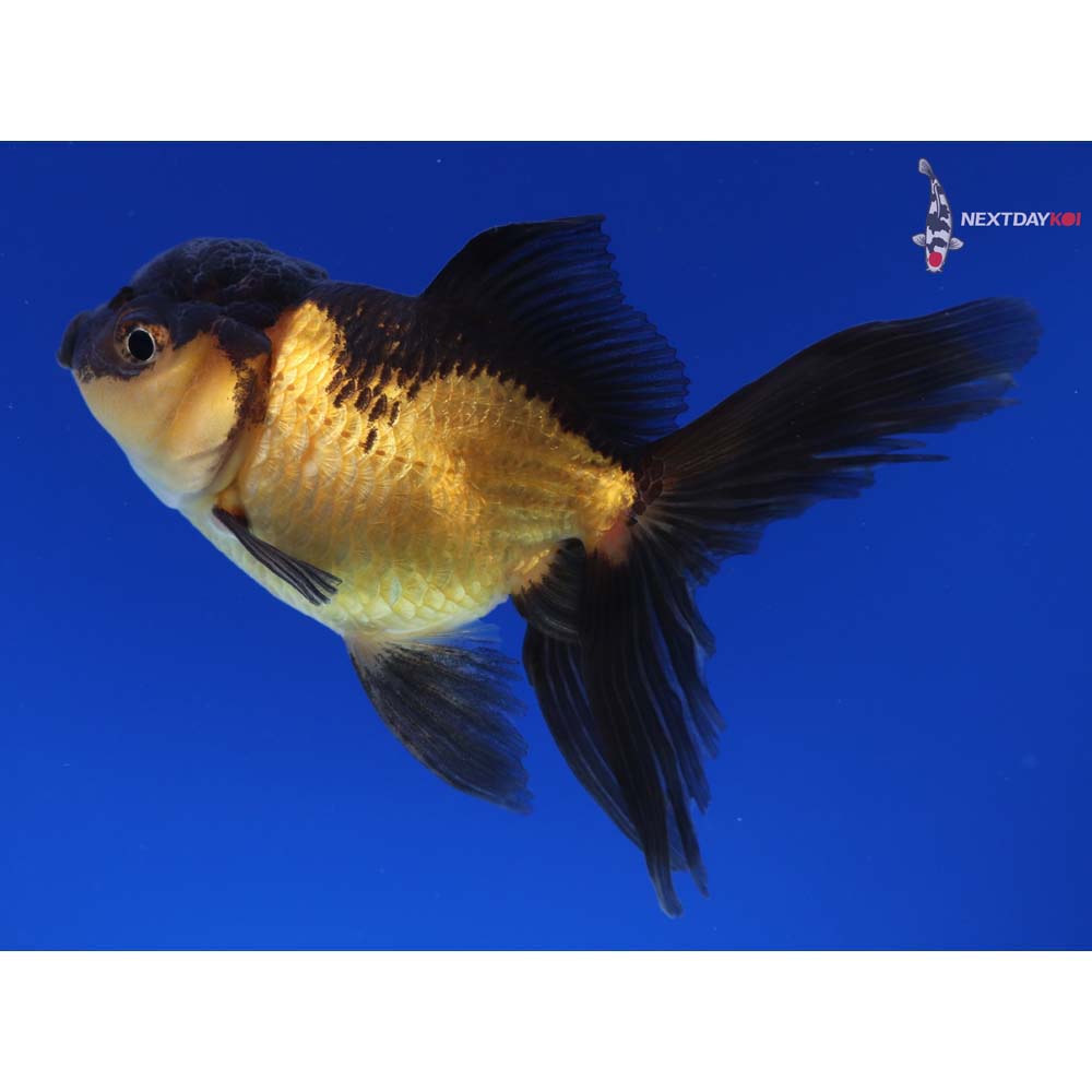 4” Imported Red and Black Oranda
