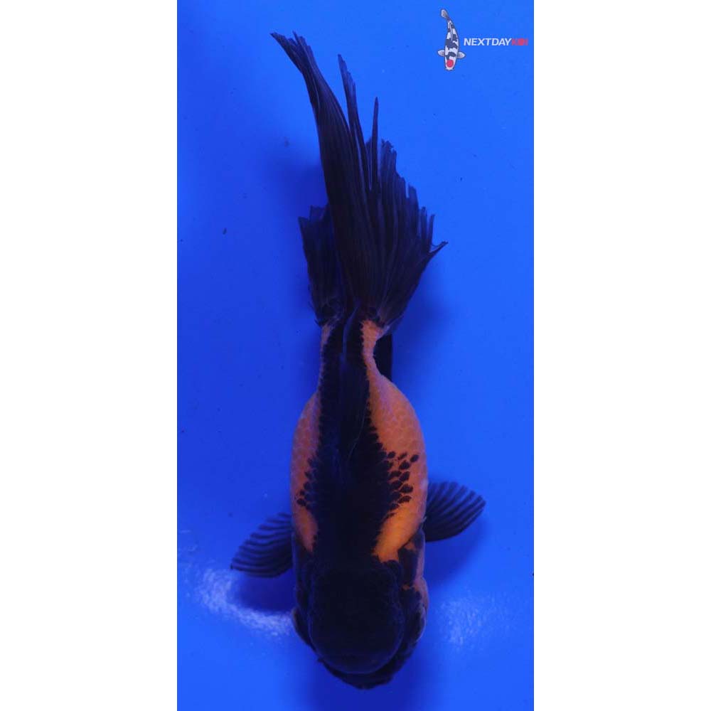 4” Imported Red and Black Oranda