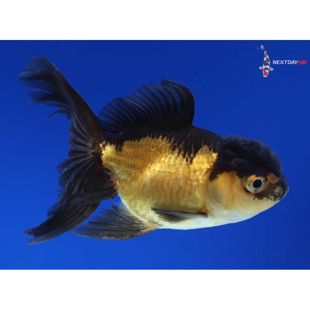 4” Imported Red and Black Oranda