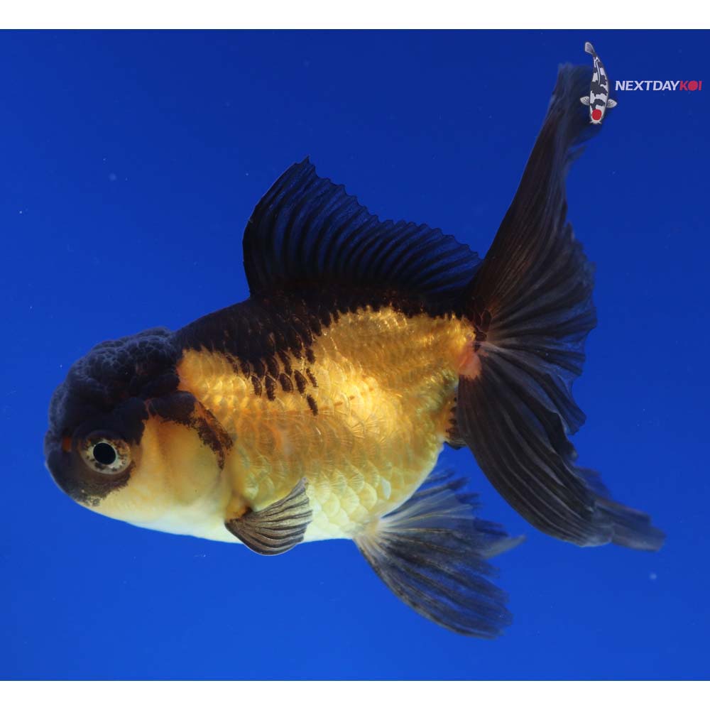 4” Imported Red and Black Oranda