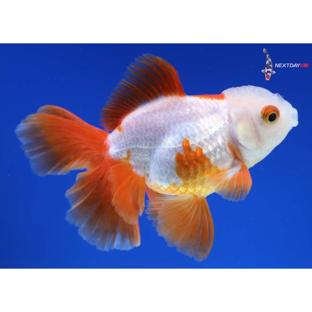 4” Imported Red and White Oranda