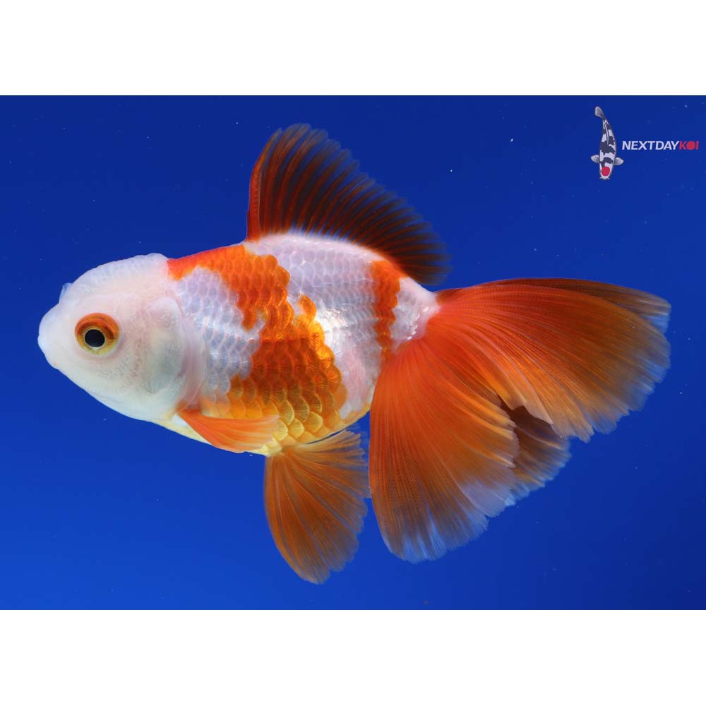 4” Imported Red and White Oranda