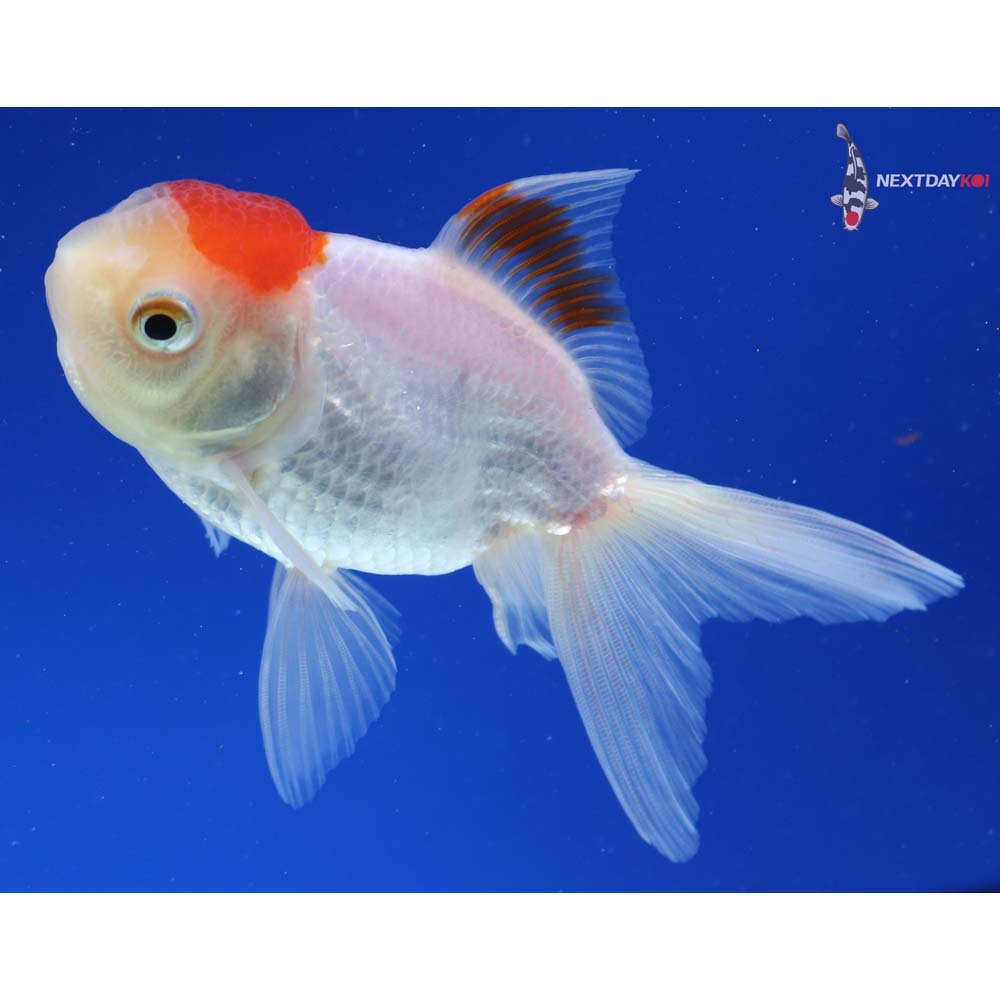 4” Imported Red and White Oranda