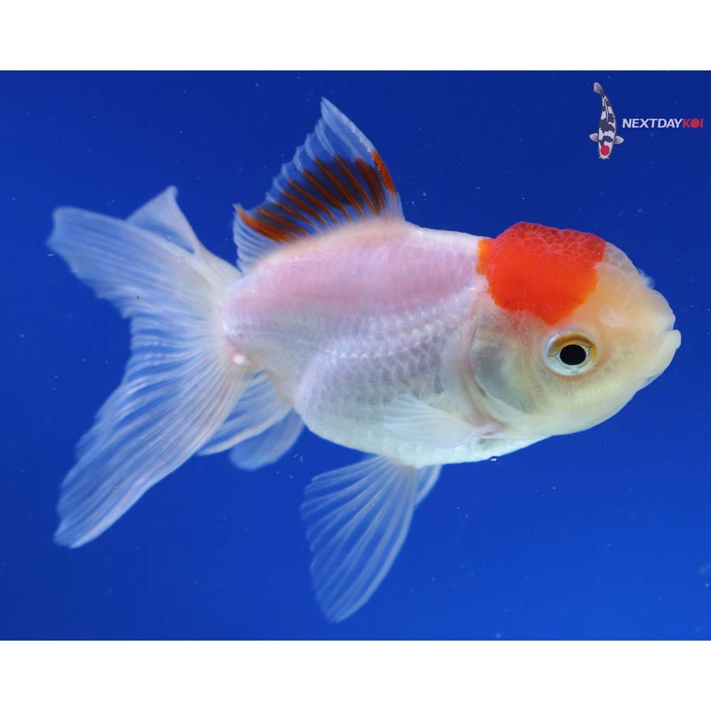 4” Imported Red and White Oranda