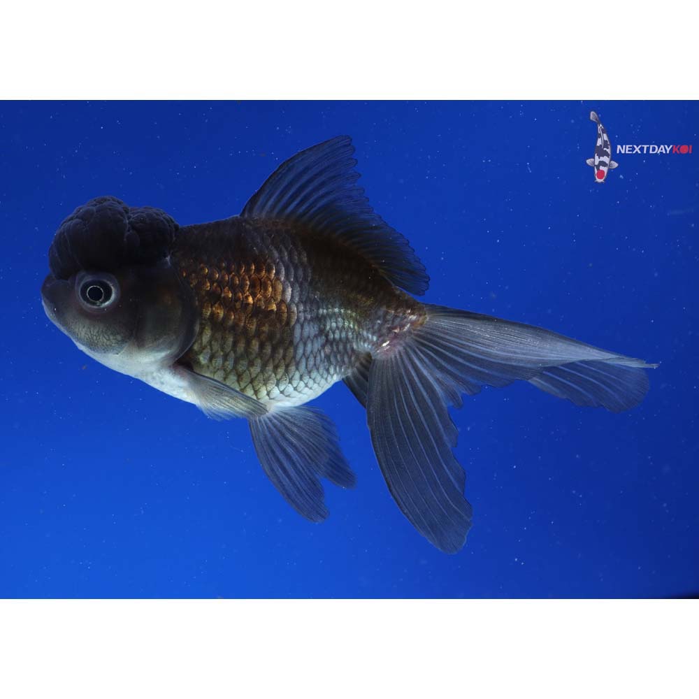 4.5” Imported Blue Oranda