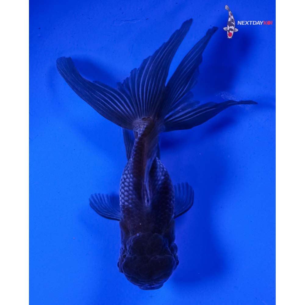 4.5” Imported Blue Oranda