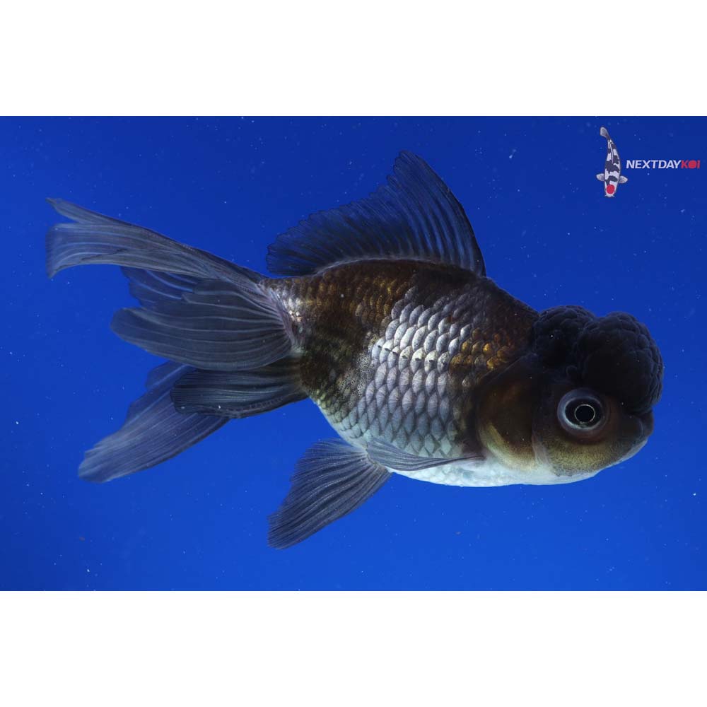 4.5” Imported Blue Oranda