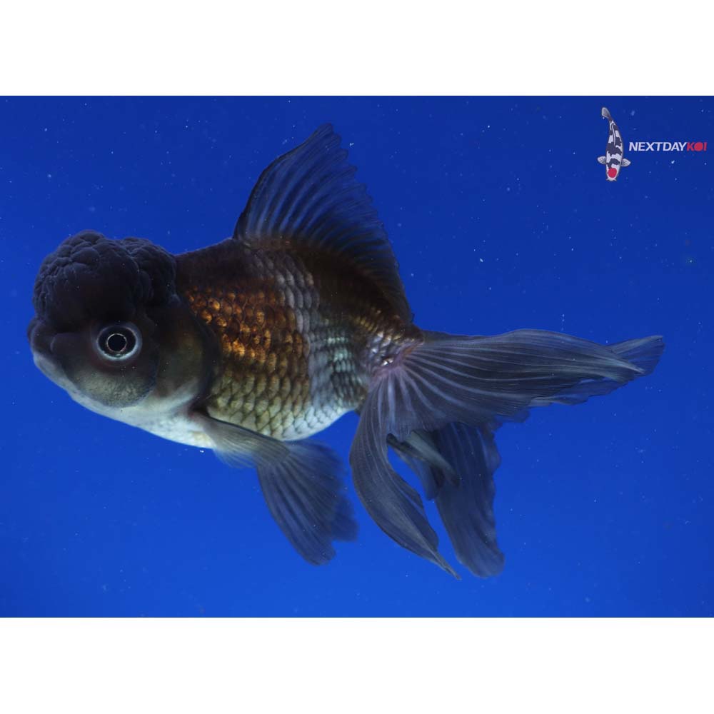 4.5” Imported Blue Oranda
