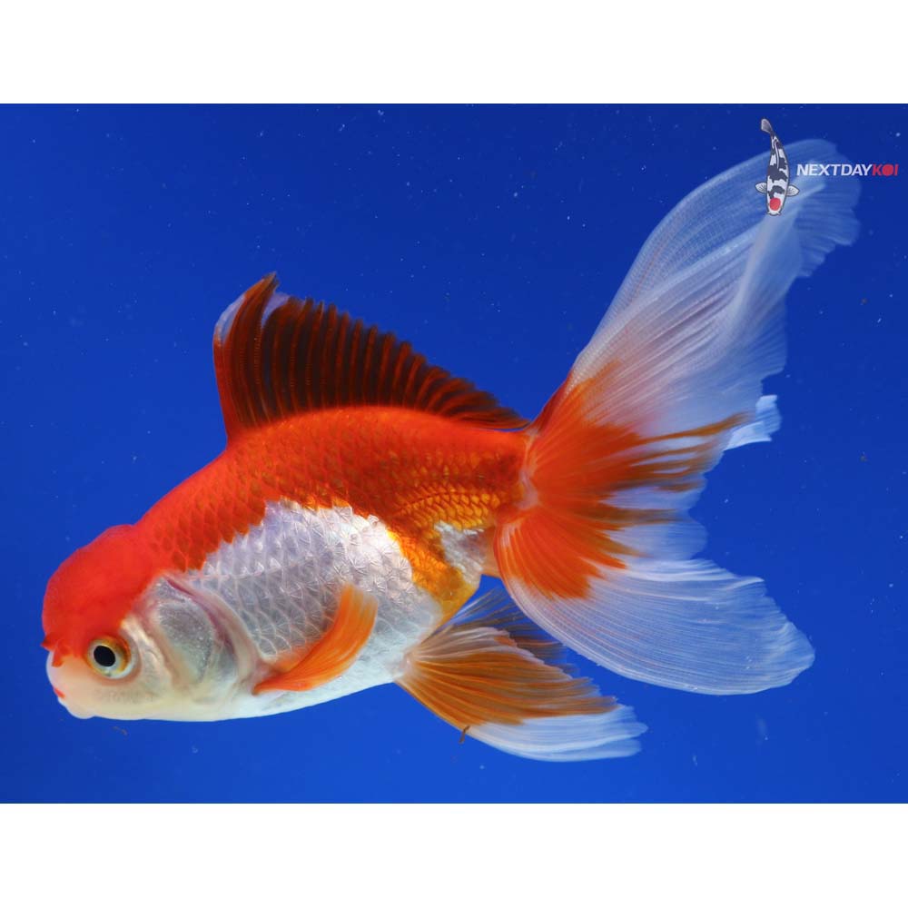 4.5” Imported Red and White Oranda