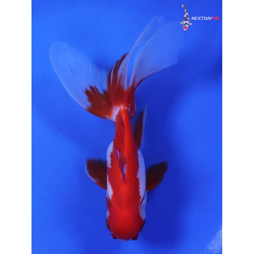 4.5” Imported Red and White Oranda