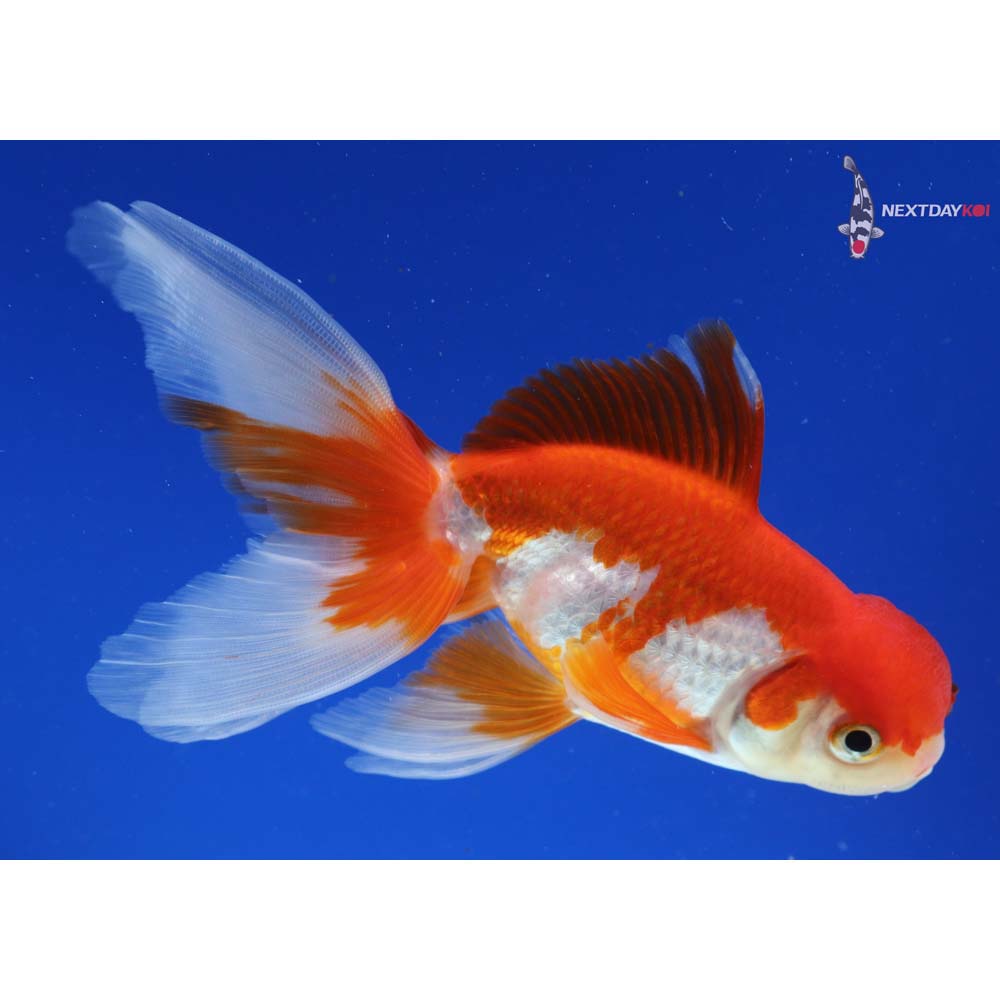 4.5” Imported Red and White Oranda