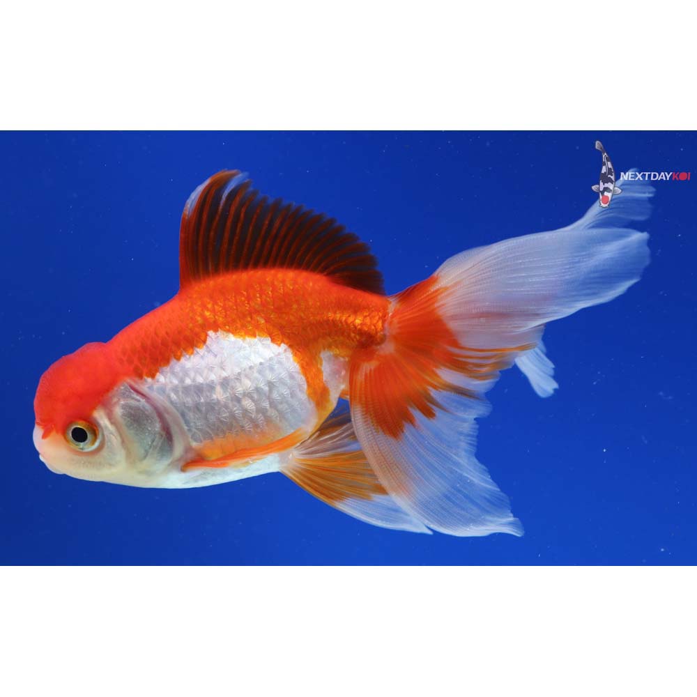 4.5” Imported Red and White Oranda