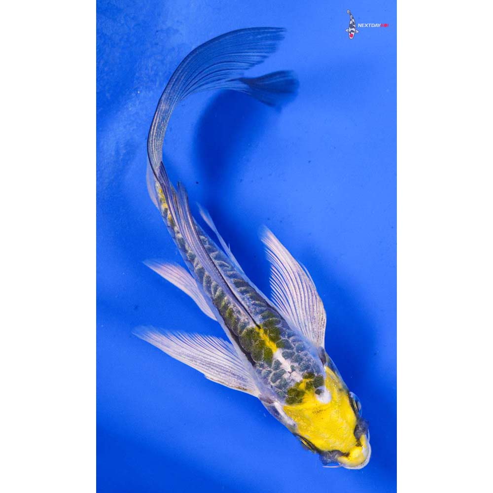 5” Imported Doitsu Kujaku Butterfly Koi
