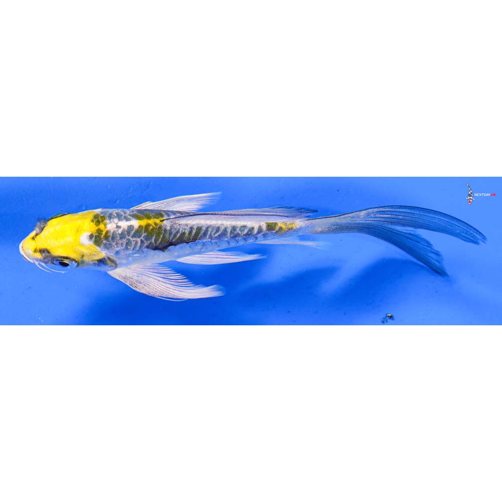 5” Imported Doitsu Kujaku Butterfly Koi