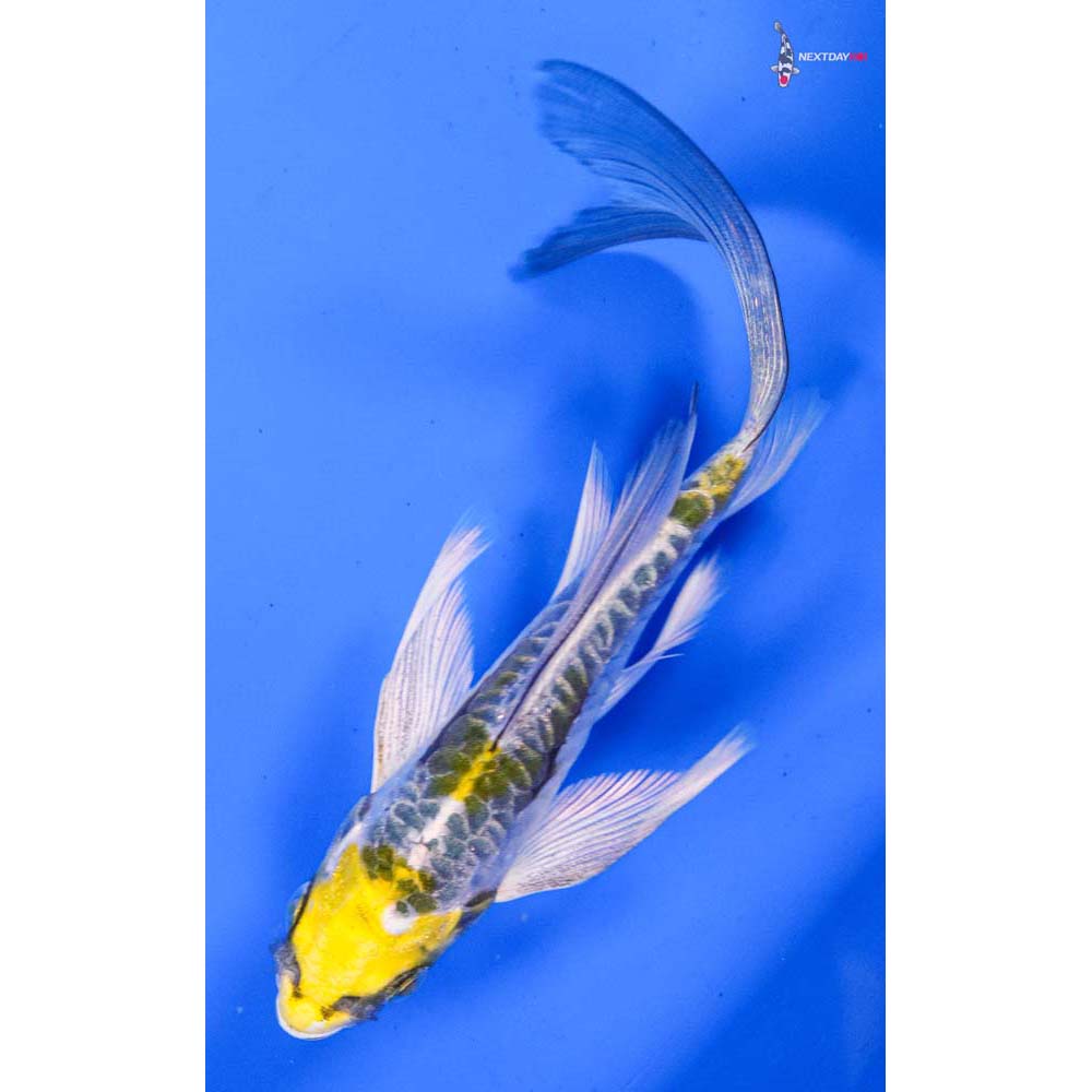 5” Imported Doitsu Kujaku Butterfly Koi