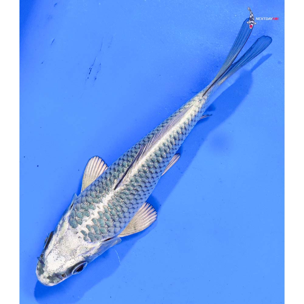 5” Imported Gin Matsuba